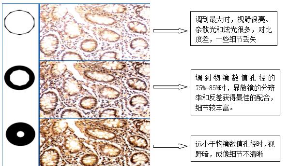 光学显微镜